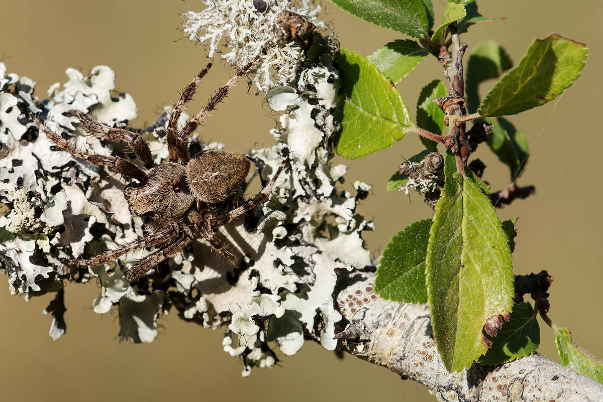 Due domande su Araneus angulatus - prov. Grosseto